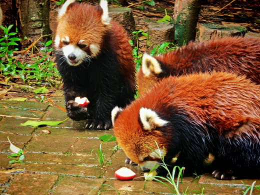 Pandas rojos