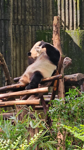 Pandas en la Nursery