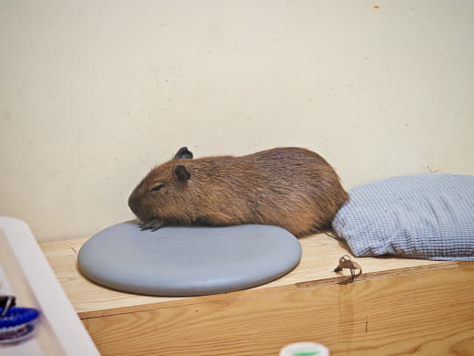 Tienda de animales Takara