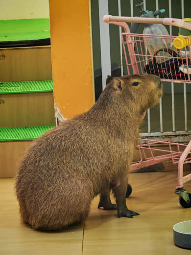 Capibara