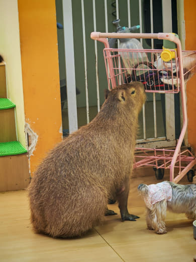 Acariciando un capibara