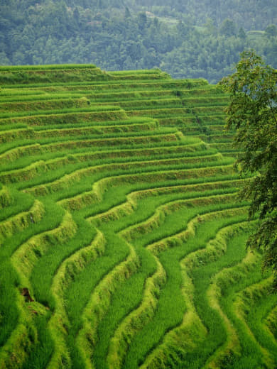 Caminando por Longji
